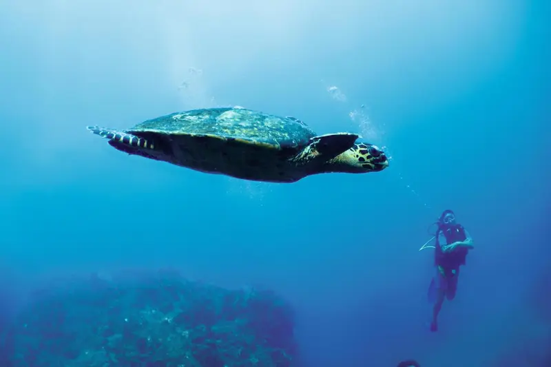 Une tortue marine nage dans les eaux bleues, accompagnée d'un plongeur.