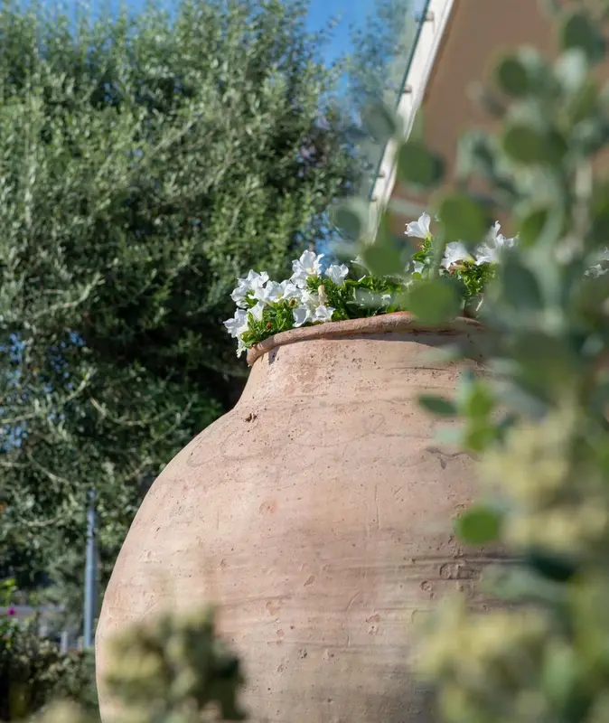 Gros plan sur un grand pot en terre cuite rempli de fleurs blanches et de verdure.
