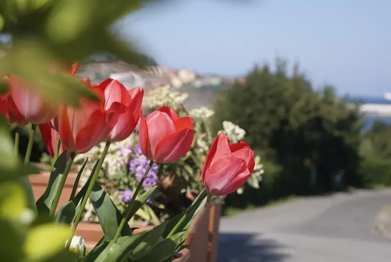 Des tulipes rouges et blanches fleurissent devant un paysage côtier ensoleillé.