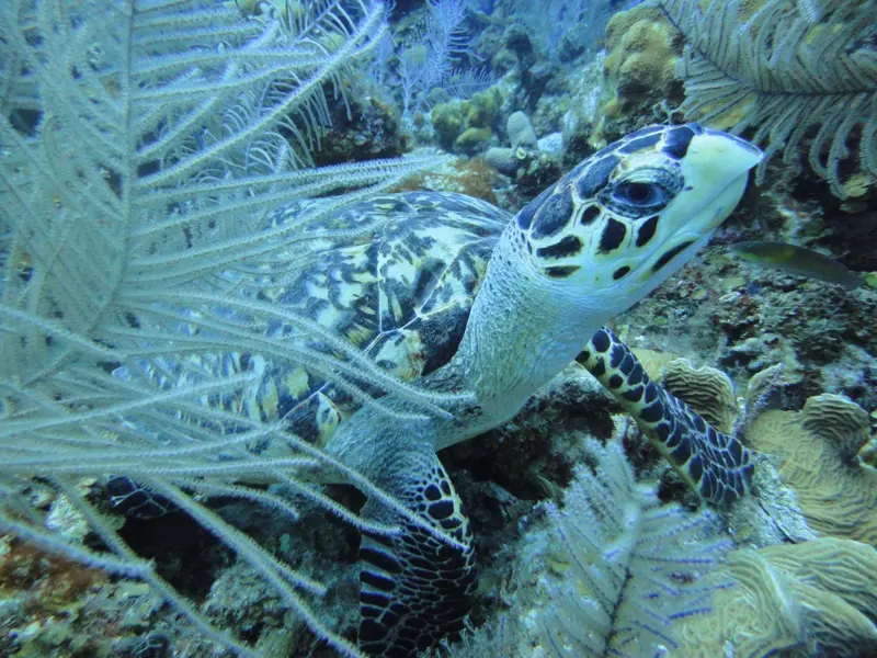 Une tortue marine nage au milieu d'un récif corallien.