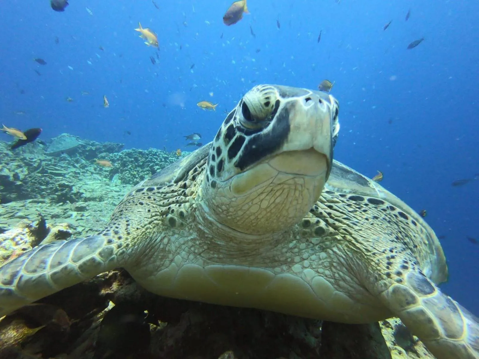 Une tortue marine nage paisiblement dans un environnement sous-marin.