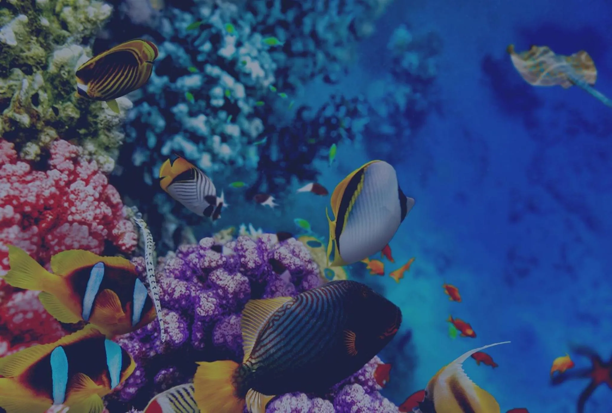Un récif corallien coloré abrite de nombreux poissons tropicaux.