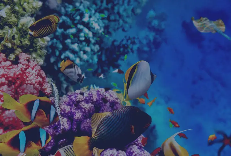 Un récif corallien coloré abrite de nombreux poissons tropicaux.