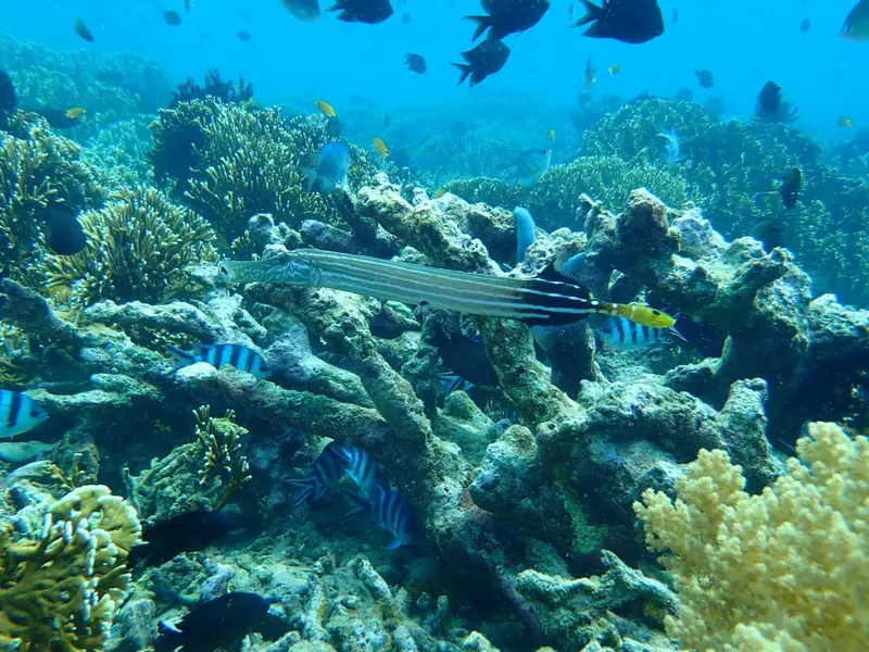 Un récif corallien coloré abrite une faune marine variée.