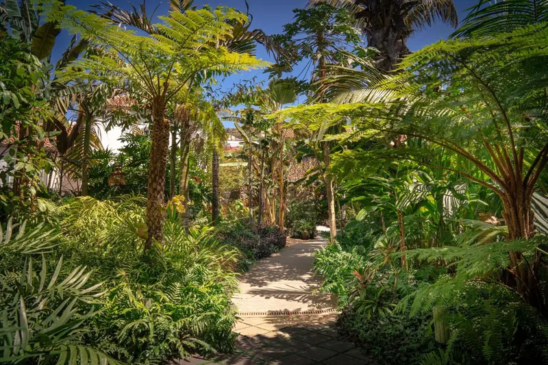 Un chemin bordé de végétation luxuriante mène à travers un jardin tropical.