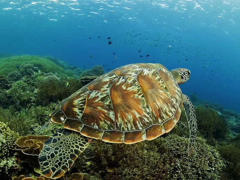 Une tortue marine nage au-dessus d'un récif corallien coloré.