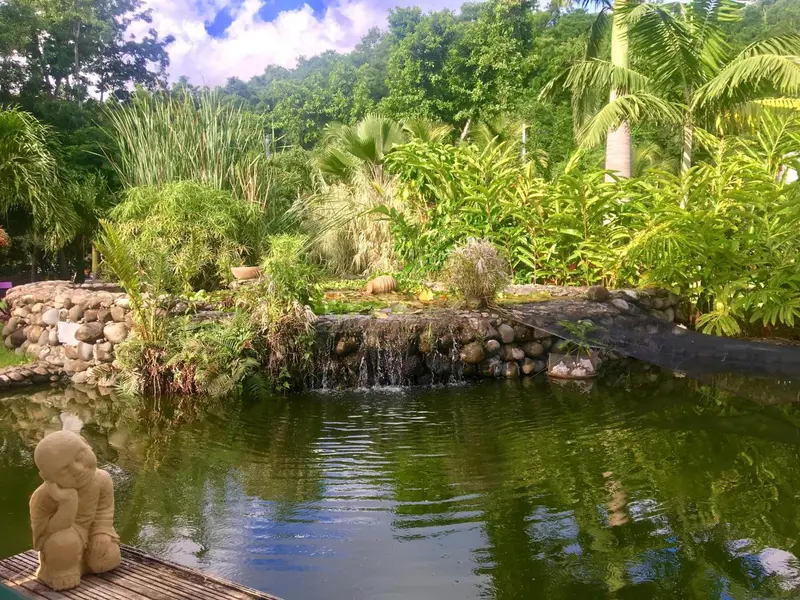 Un bassin d'eau entouré de végétation luxuriante et de rochers.