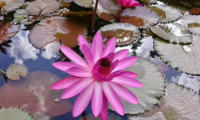 Nénuphars roses et feuilles flottantes sur un bassin d'eau calme.