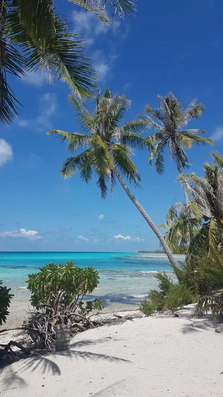Plage de sable blanc bordée de palmiers sous un ciel bleu.