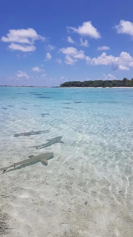 Eau turquoise peu profonde avec des requins de récif nageant près d'une plage de sable blanc.
