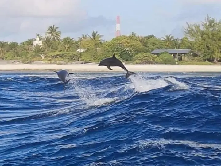 Des dauphins sautent hors de l'eau bleue face à une plage tropicale.