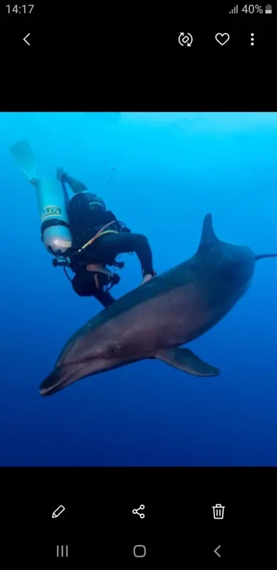 Un plongeur interagit avec un dauphin dans les profondeurs bleues de l'ocean.