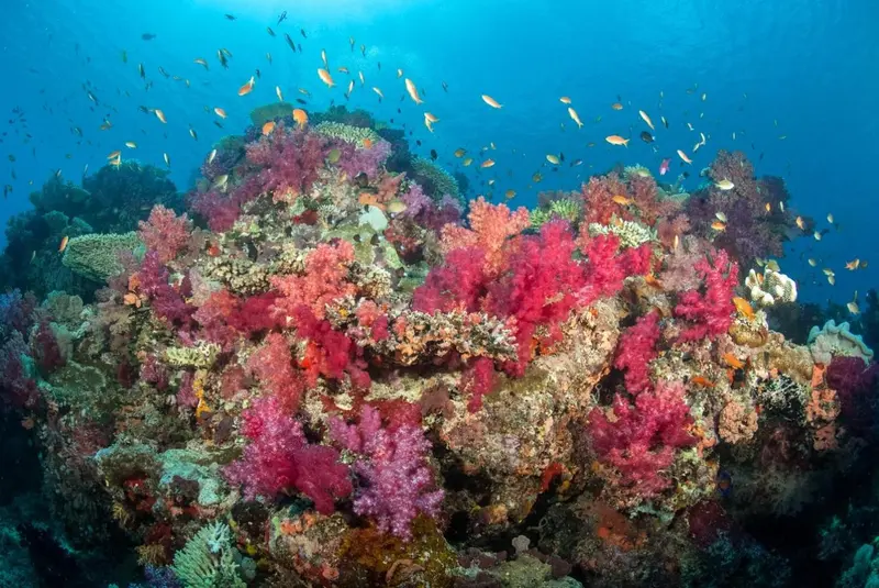 Un récif corallien coloré abrite une multitude de poissons tropicaux.