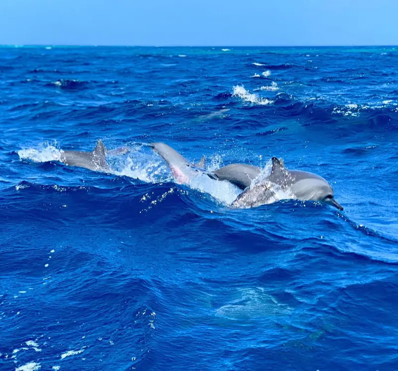 Des dauphins nagent à la surface de l'océan bleu.