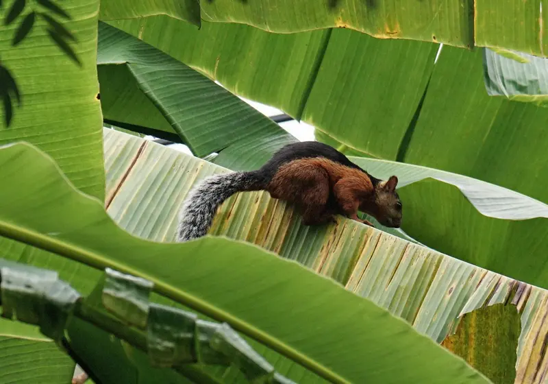 Un écureuil roux se tient sur les feuilles d'un bananier.