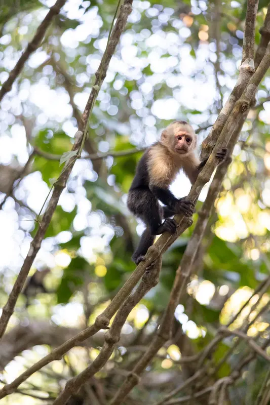 Un petit singe capucin se perche sur une branche d'arbre dans une forêt tropicale.