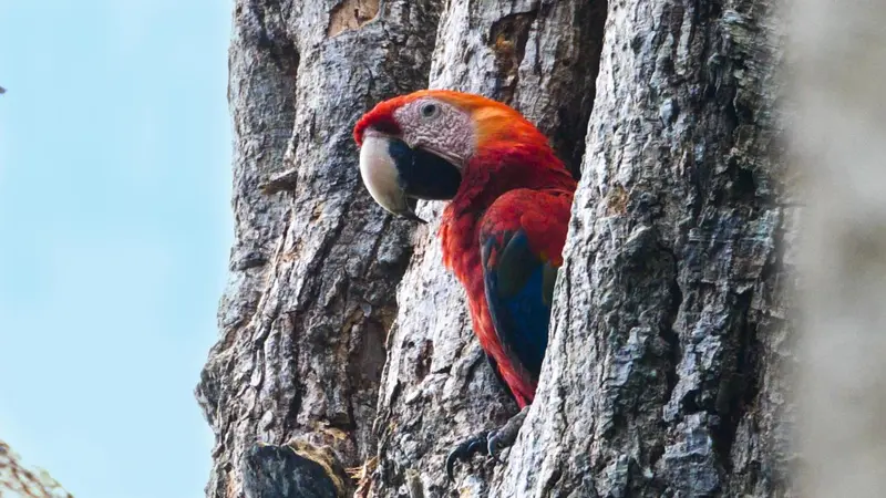Un ara rouge se perche sur un tronc d'arbre texturé.