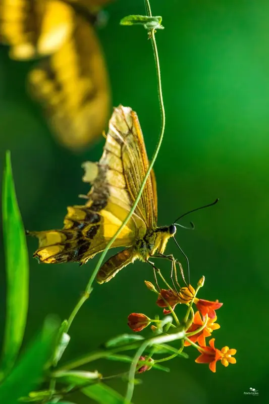 Un papillon jaune et orange se pose sur une tige verte avec des fleurs rouges.