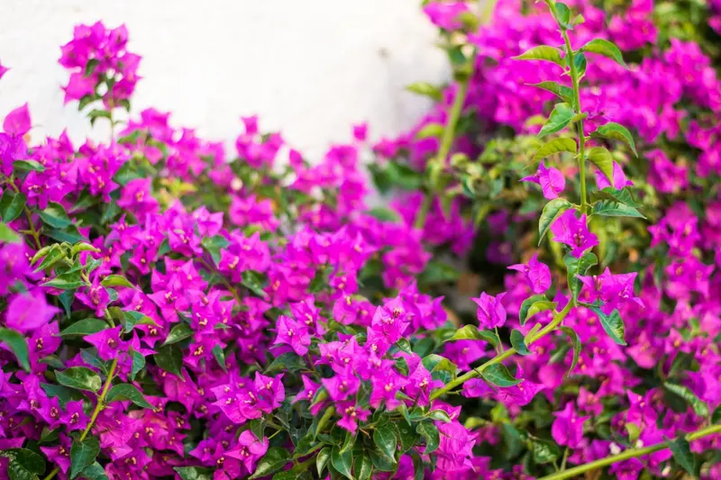 Fleurs de bougainvilliers roses et violettes en pleine floraison.