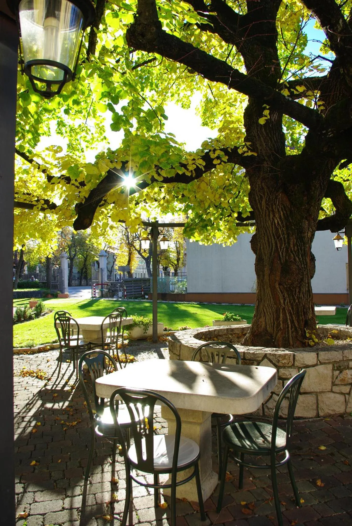 Tables et chaises disposées sur une terrasse pavée sous un arbre feuillu.