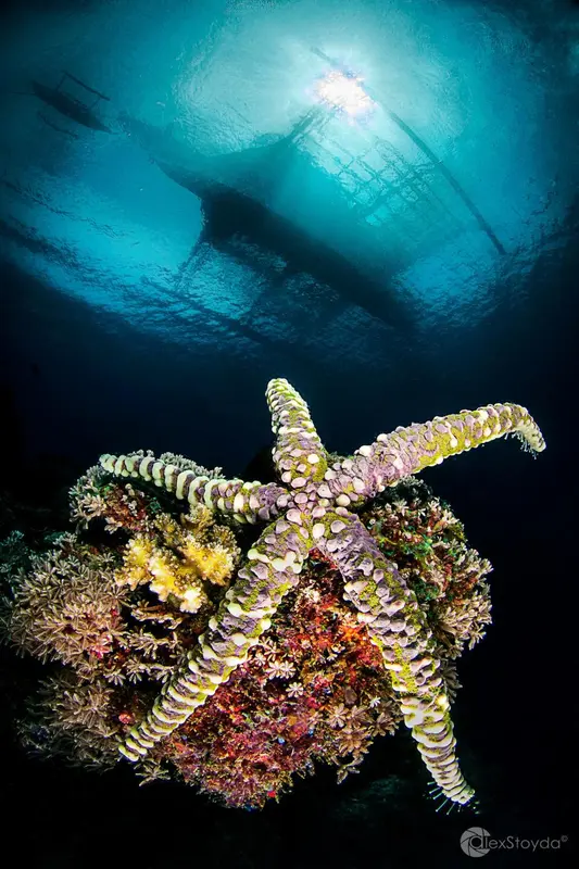 Un fond marin coloré avec une étoile de mer et une structure métallique en arrière-plan.