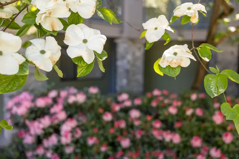 Fleurs blanches et roses en premier plan devant un bâtiment.