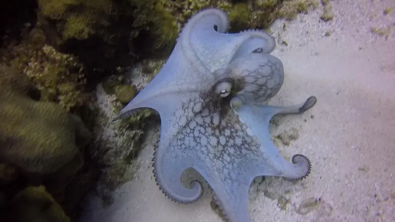 Un poulpe se fond dans le sable au fond de l'océan.