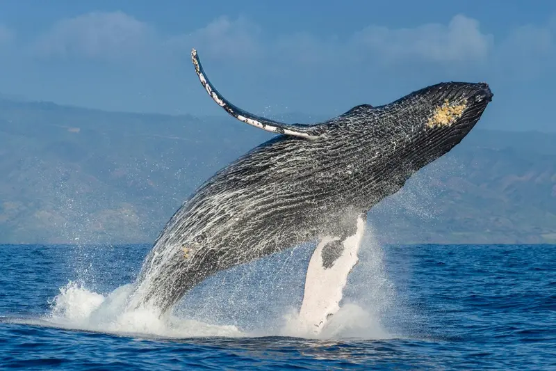 Une baleine à bosse jaillit de l'océan, exhibant ses nageoires pectorales.
