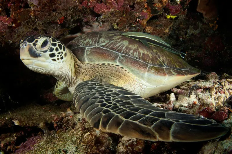 Une tortue marine nage près d'un récif corallien coloré.