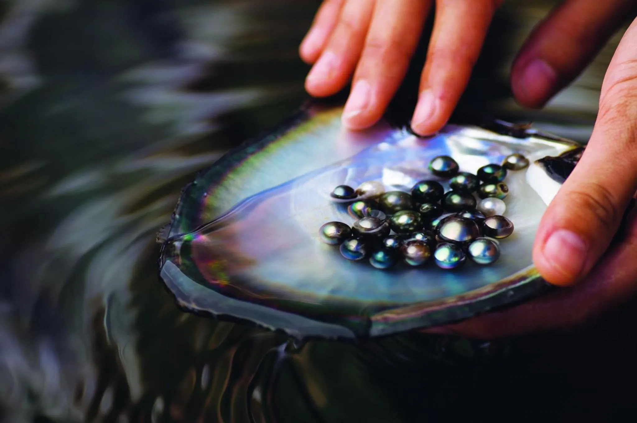 Des mains présentent des perles noires sur une nacre irisée dans l'eau.