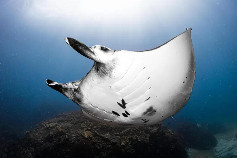 Une raie manta nage dans les eaux bleues au-dessus d'un fond rocheux.