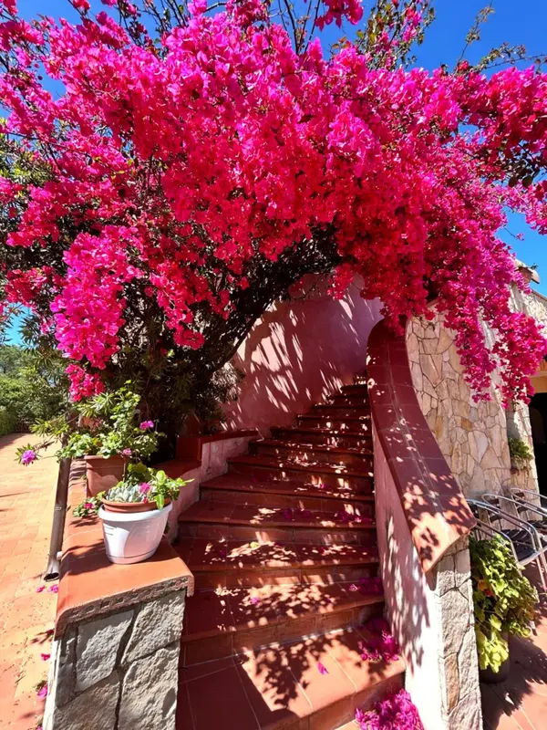 Un escalier en pierre mène à une entrée ombragée par une végétation florissante.