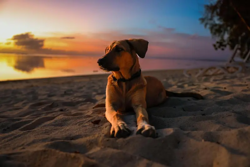 Un chien se repose sur une plage de sable au coucher du soleil.