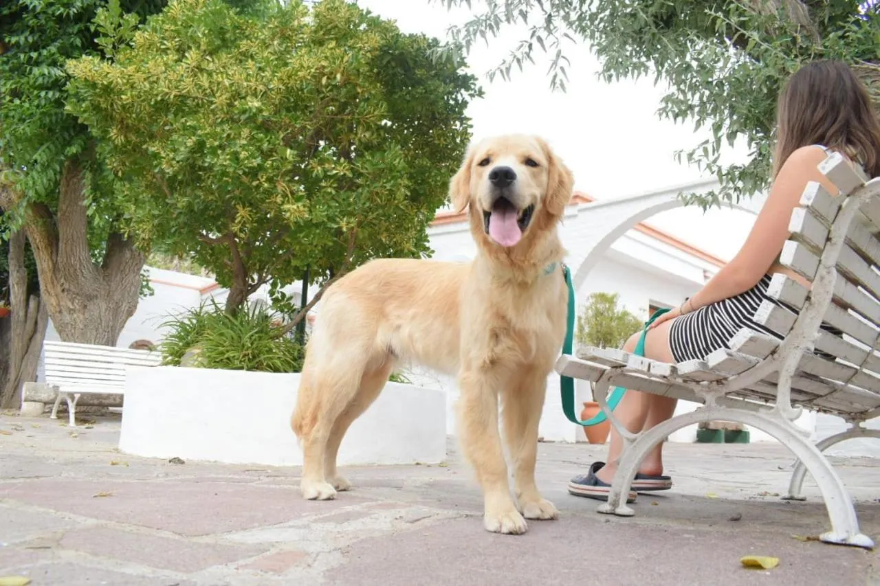 Un chien de race golden retriever se tient devant une personne assise sur un banc.
