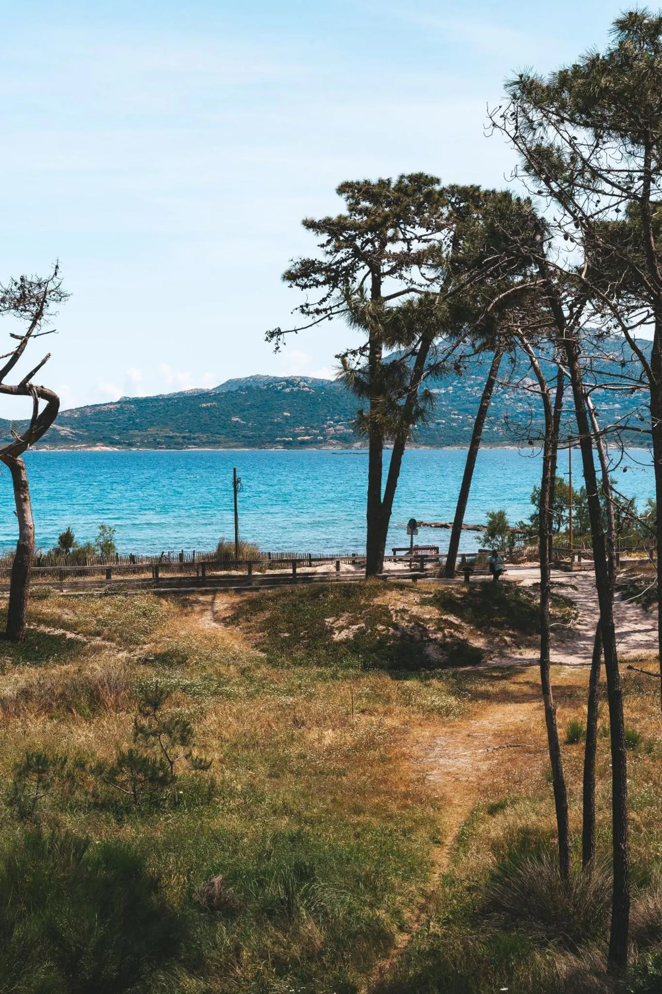 Paysage côtier avec des pins et une vue sur la mer.