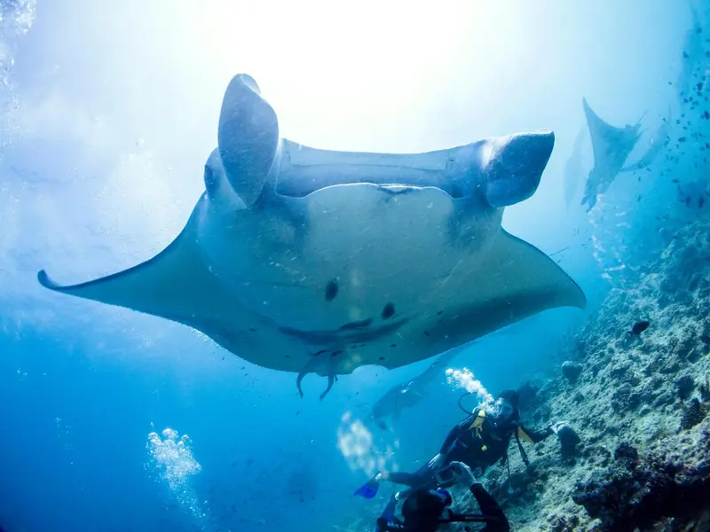Raies manta évoluent dans une eau turquoise au-dessus d'un fond rocheux.