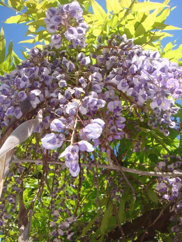 Gros plan sur une glycine en fleurs, avec ses grappes de fleurs violettes pendantes.