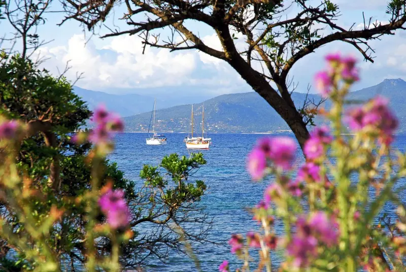 Vue sur la mer et des voiliers au loin, encadrée par la végétation.