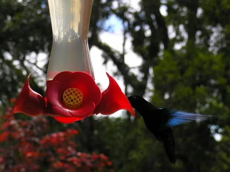 Un colibri se nourrit à un distributeur de nectar rouge et jaune.
