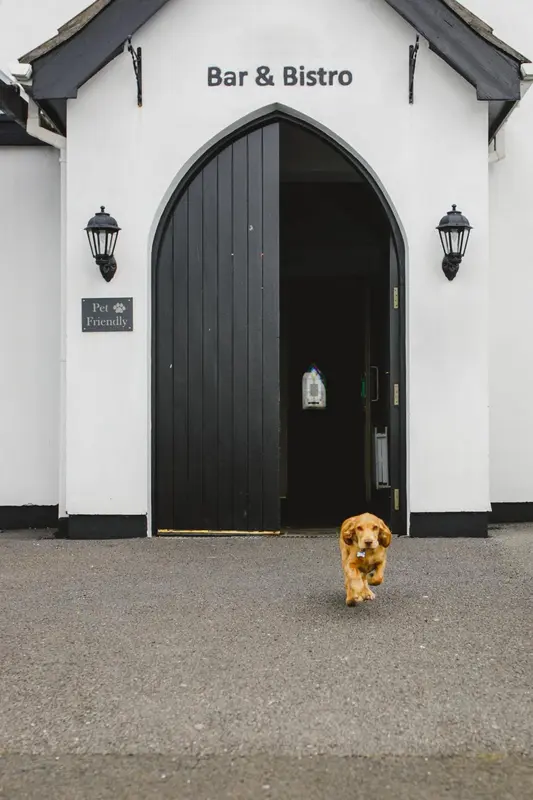 Façade blanche d'un établissement avec une porte sombre et un chien courant vers l'entrée.