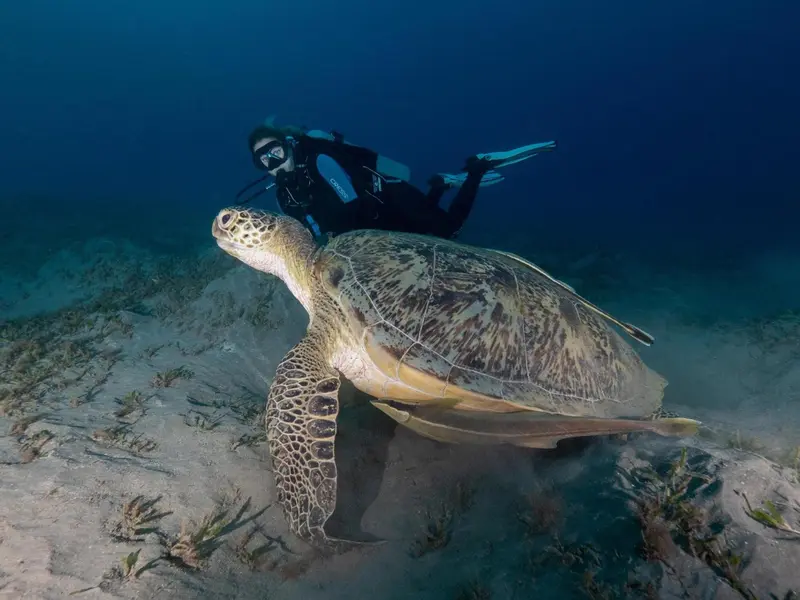 Un plongeur interagit avec une tortue de mer dans un environnement sous-marin.