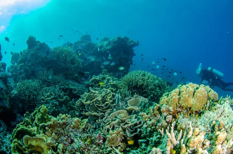 Un récif corallien luxuriant abrite une vie marine abondante dans les eaux bleues.