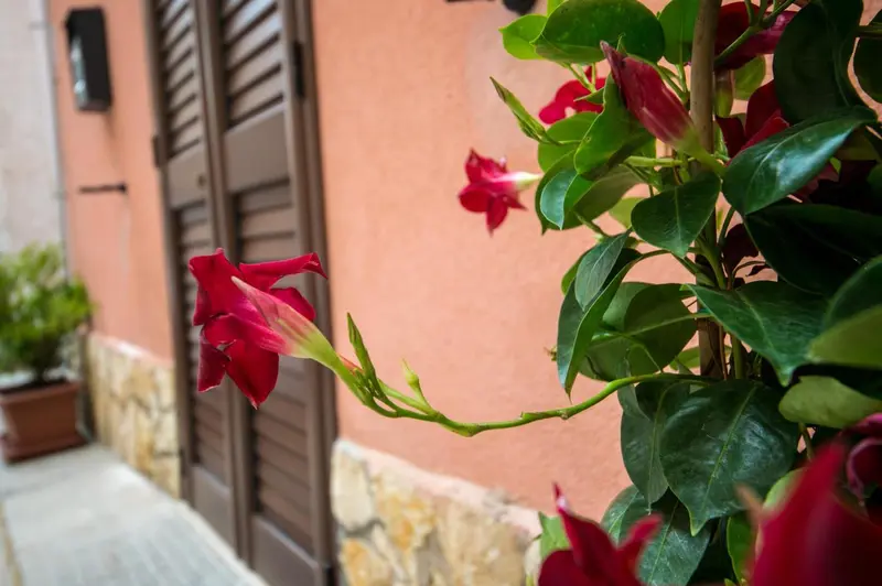 Fleurs rouges grimpantes devant un mur ocre et une porte en bois.