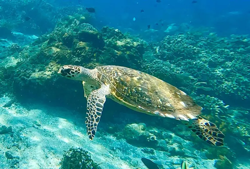 Une tortue marine nage au-dessus d'un récif corallien.
