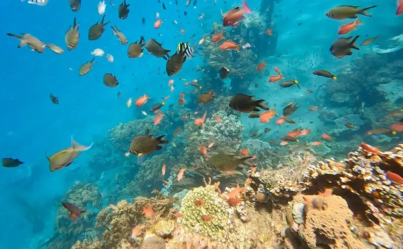 Un banc de poissons colorés nage autour d'une formation corallienne sous-marine.
