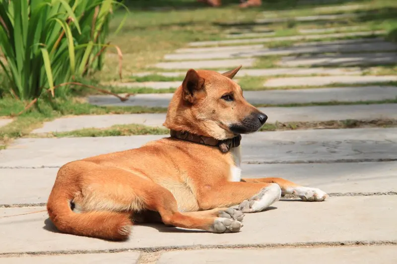 Un chien roux se repose sur un dallage.