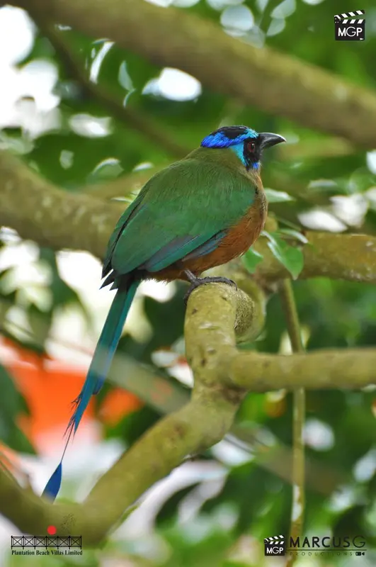 Un oiseau coloré perché sur une branche d'arbre dans un environnement verdoyant.