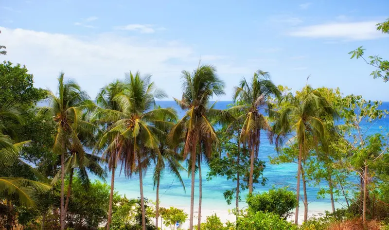 Palmiers se balançant au-dessus d'une plage de sable blanc et d'une mer turquoise.