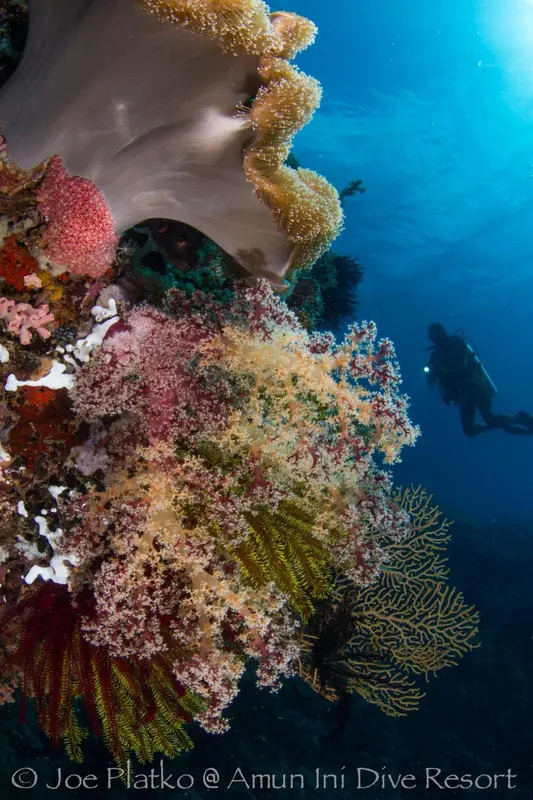 Un récif corallien coloré abrite une vie marine abondante.