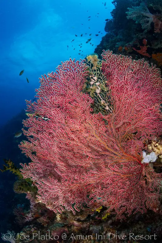 Un récif corallien coloré abrite une faune marine abondante.